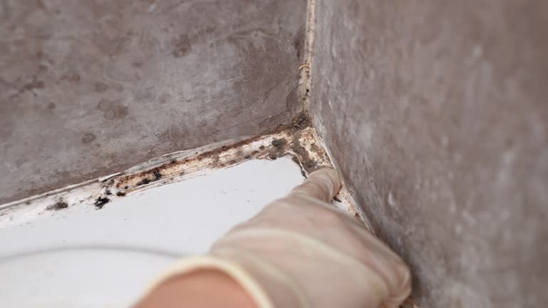 Best HVAC Mold Inspection and Cleaning  in Bellaire, TX